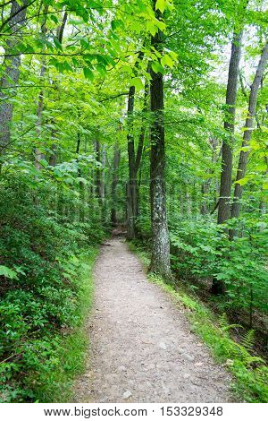 Forrest In Upstate Nyc