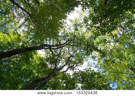 Forrest In Upstate Nyc