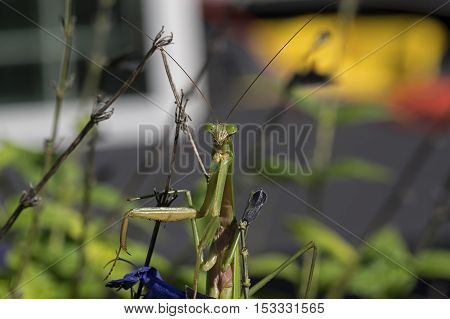 Praying Mantis. Mantises are an order of insects with over 2,400 species and about 430 genera in 15 families. The largest family is the Mantidae. They are distributed worldwide in temperate habitats.