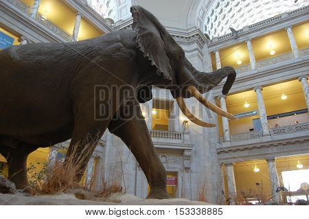 WASHINGTON DC - AUG 11, 2010: National Museum of Natural History, Washington DC, USA. The massive African Bush elephant is one of the highlights of the museum.