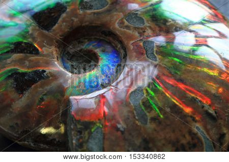 Ammonites Fossil Background