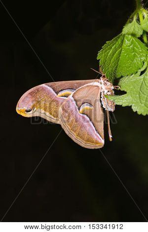 Samia Canningi Moth