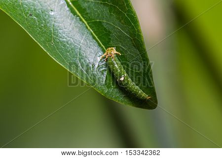 Young Tawny Rajah Caterpillar
