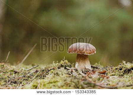 porcini mushroom in the autumn in the forest