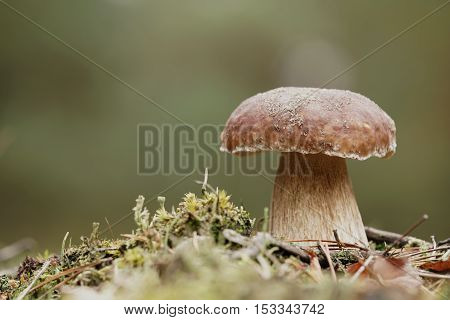 porcini mushroom in the autumn in the forest
