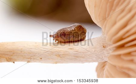 picture of a snail on a stem of a  fresh harvested mushrooms in studio