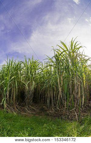 Sugarcane field with blue sky.Sugarcane raw material of sugar and biofuel or Ethanol.