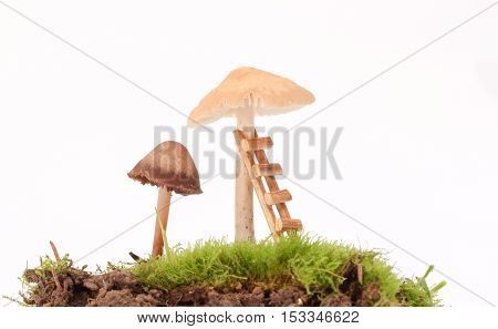 picture of a fresh harvested mushrooms in studio