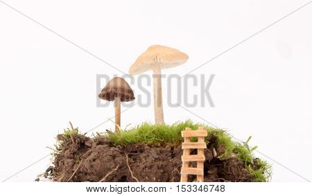 picture of a fresh harvested mushrooms in studio