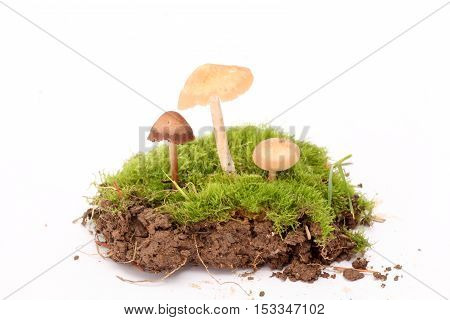 picture of a fresh harvested mushrooms in studio