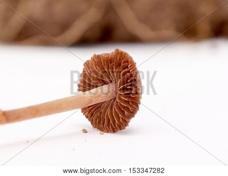 picture of a fresh harvested mushrooms in studio