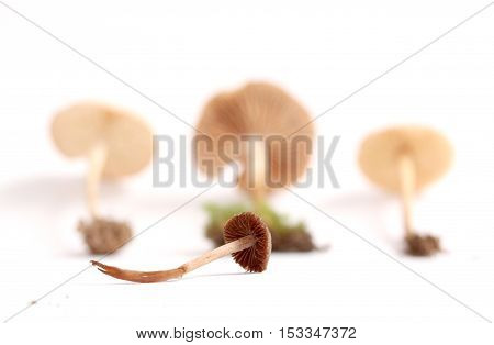 picture of a fresh harvested mushrooms in studio