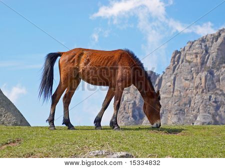 la hierba verde come caballo