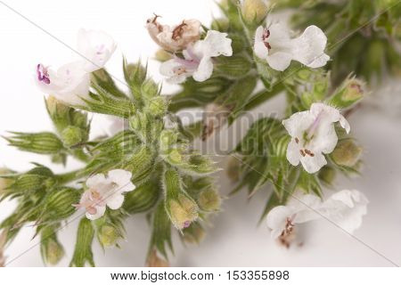 blooming sprig of lemon balm isolated on white background.