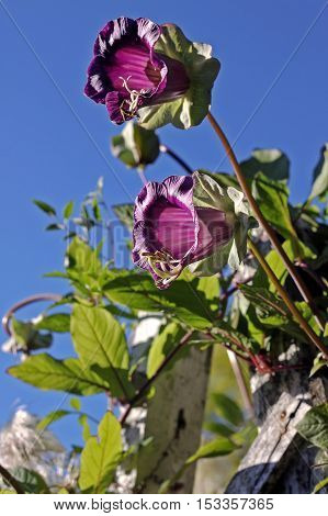 Cobaea is a genus of flowering plants including about 20 species of rapid growing ornamental climbers native to Mexico. The woody stems can reach 20 ft (6 m).