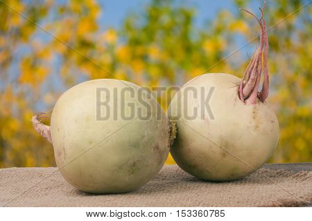 Two watermelon radish on a wooden table with blurred garden background.