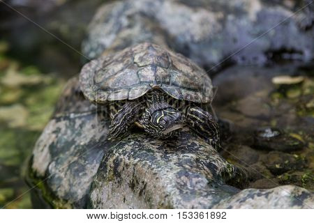 Turtle On Stone In Terrerium