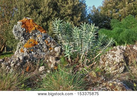 ancient cold lava rocks encrusted with lichens and Euphorbia Caracia in Etna National Park, Sicily 