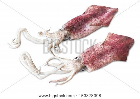 Two young squid on a white background