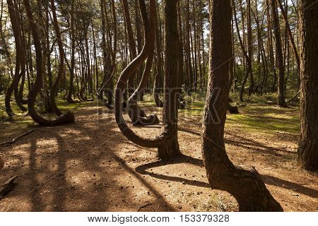 Photo of Crooked Forest in Nowe Czarnowo in Poland