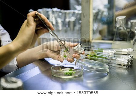 Graftage of microplants in laboratory of biotechnology