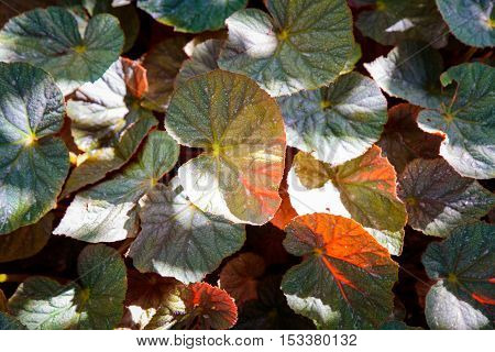 Orange and green autumn leaves in garden with sun lightbackground texture.