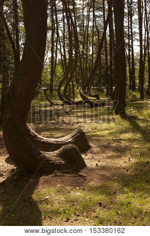 Photo of Crooked Forest in Nowe Czarnowo in Poland