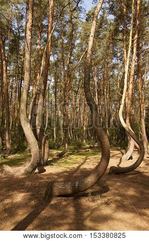 Photo of Crooked Forest in Nowe Czarnowo in Poland