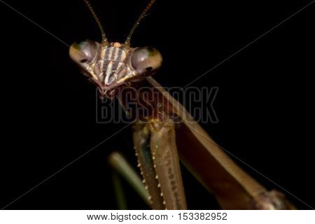 Close up macro large Chinese praying mantis insect