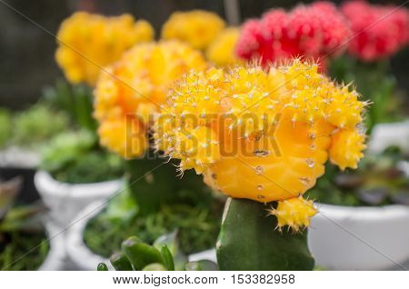 Row of red grafted moon cactus on display at local market