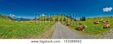 High-resolution Panorama of Alpine Mountain Meadow with Cows near Lofer in Austria