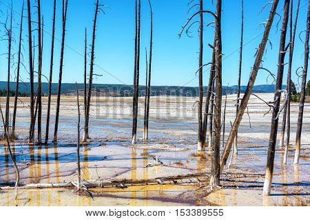 Dead Trees In Yellowstone