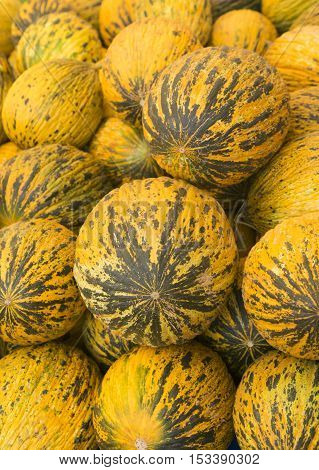 View close-up Turkish melons. Delicious Turkish melon. Many melons. Summer tray market agriculture farm full of organic melons. It can be used as background.