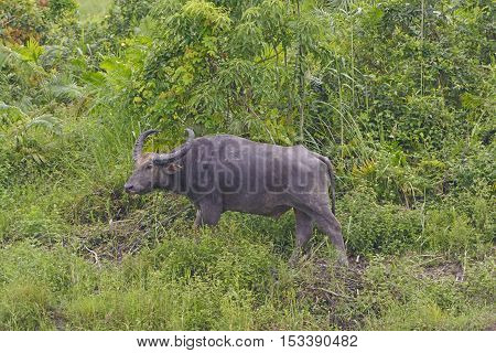 Water Buffalo in the Wilds of Kaziranga National Park in India