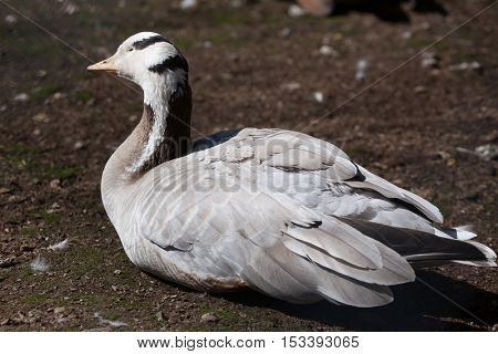 Bar-headed goose (Anser indicus). Wildlife animal. 
