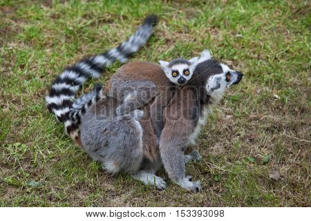 Ring-tailed lemur (Lemur catta). Wildlife animal. 