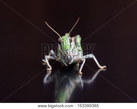 Locust close up macro portrait. Shallow DOF