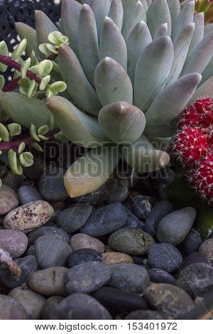 A green plants Desiree with rocks with a close-up