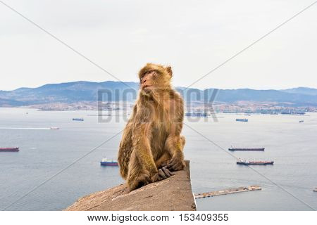 The Barbary macaque population in Gibraltar is the only wild monkey population in the European continent. Some three hundred animals in five troops occupy the area of the Upper Rock of Gibraltar.