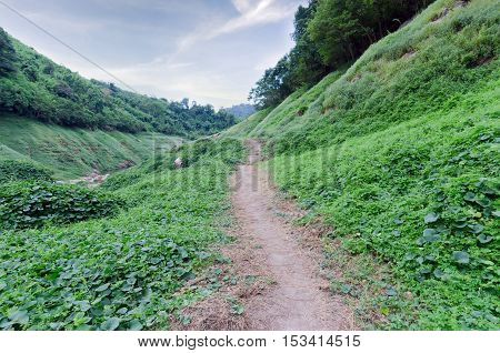 Summer landscape with mountain path through the field turns uphill to the sky at an island near Khun Dan Dam Nakohn Nayok Thailand