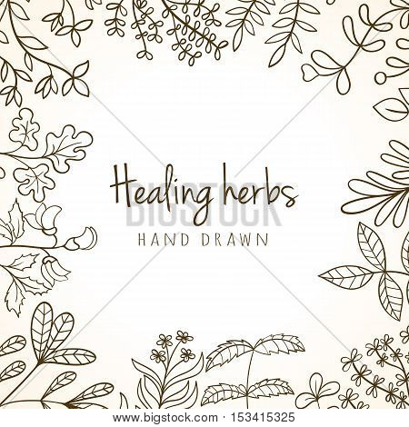 Hand drawn vintage background of medicinal organic healing herbs. Vector medical plants and herbal botanical flowerelements can be used for banner template, card, flyer, banner, sale, website