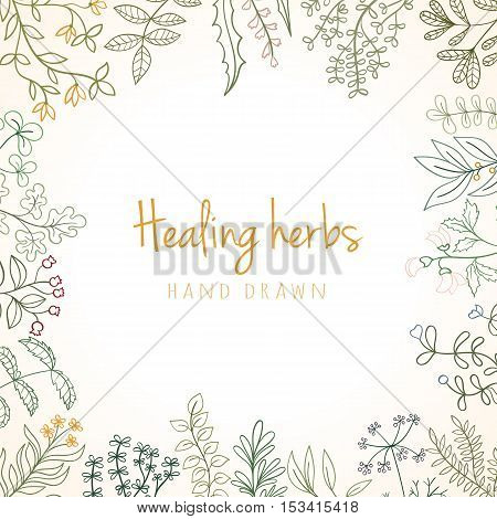 Hand drawn vintage background of medicinal organic healing herbs. Vector medical plants and herbal botanical flowerelements can be used for banner template, card, flyer, banner, sale, website