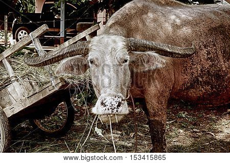 Crimson Buffalo Chewing Grass Standing Straight Hdr Style
