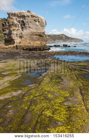 rocks with algae at Muriwai beach in New Zealand at low tide