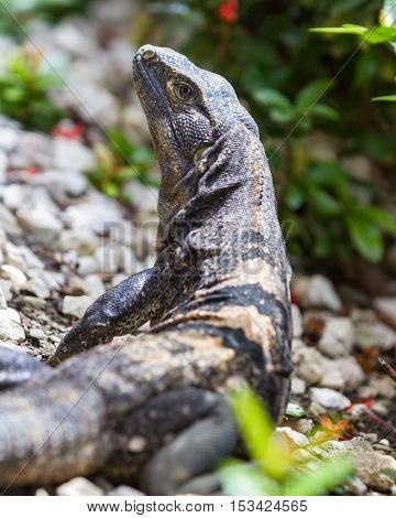 Club Tailed Iguana - Ctenosaura Quinquecarinata.