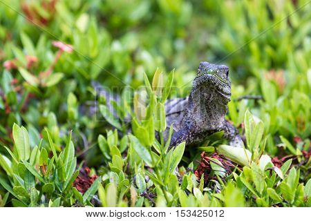 Club Tailed Iguana - Ctenosaura Quinquecarinata.