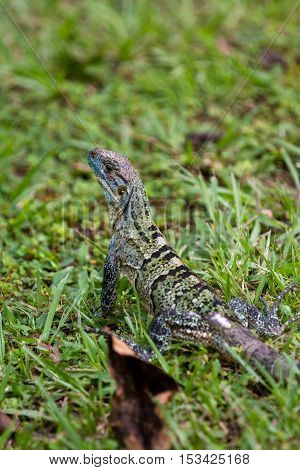 Tropical Iguana In Costa Rica