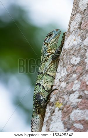 Tropical Iguana In Costa Rica
