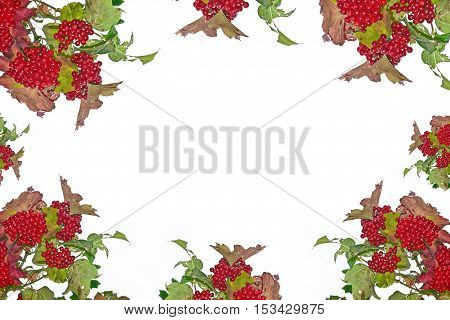 Branch with red berries viburnum. Kalina isolated on a white background.