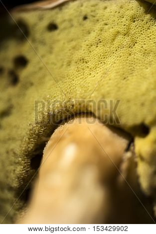 Boletus edulis mushroom close up concept background.